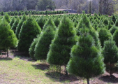 rot2_0004_CRW_4736.jpg