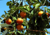rot2_0006_CRW_4779.jpg