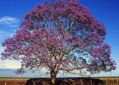rot2_0015_CRW_4819.jpg
