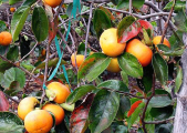rot2_0018_persimmons3.jpg