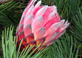 rot2_0020_protea.jpg