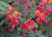 rot2_0022_CRW_4920.jpg