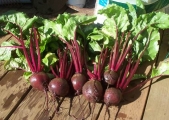 1_beets