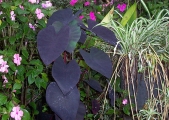 1_black-taro