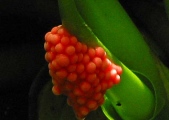 1_eggs