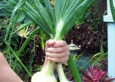1_mauionions