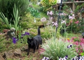 garden-ticky