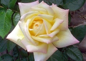 peace-rose