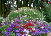 phlox