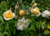 WP_20150409_11_07_03_Pro