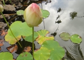 lotus2