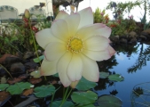 lotus3