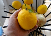 meyer-lemons