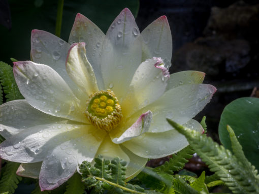 Another blessing! Our first Lotus flower